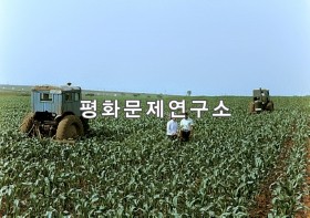 장천동 장천협동농장 옥수수밭