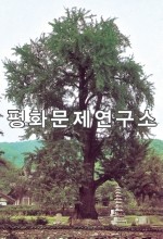안국사은행나무(천연기념물 제31호)