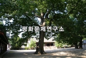 성균관느티나무(천연기념물 제387호)7 