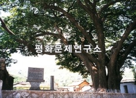 [자연지리]만월대느티나무(천연기념물 제381호)