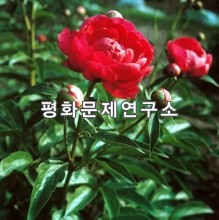 [자연지리]정방산의 식물 함박꽃