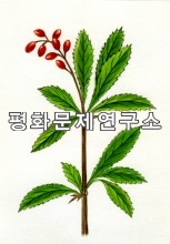 [자연지리]연밤매자나무(연밥매자나무)