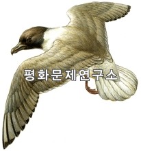 함경남도 단천시에서 서식하는 희귀동물의 하나인 검은머리갈매기