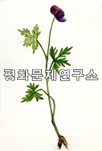 [자연지리]각시투구꽃
