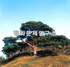 [자연지리]칠보산 600년생 소나무