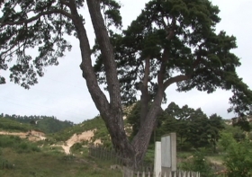 고진소나무(천연기념물 제320호)