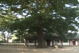성균관 느티나무 (천연기념물 제387호)