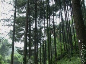용포리가는잎소나무림(용포스트로부스잣나무숲) (천연기념물 제51호)