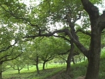 원산호두나무(칠봉)
