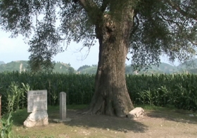 향산비슬나무 천연기념물 제93호